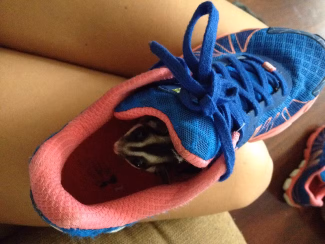 Với kích cỡ cơ thể của mình, bất cứ ai chơi trốn tìm với con chồn này đều phải ngán ngẩm.