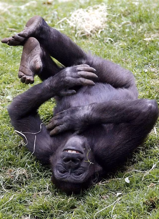 Chú tinh tinh này không thể đứng dậy nổi sau trận cười đau ruột.