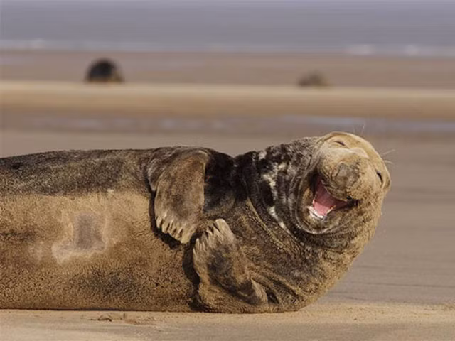 Chắc chắn chú hải cẩu này vừa được nghe một chuyện cười hài hước lắm.