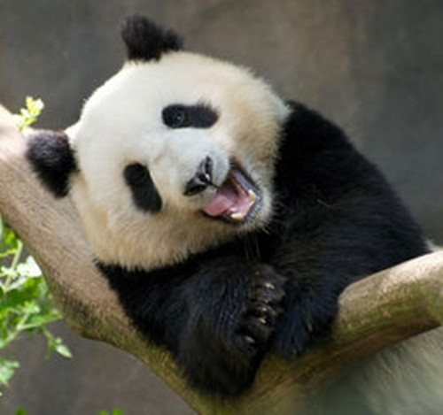 Gấu trúc cười sung sướng khiến khách tham quan mê mẩn sau khi đã được chén no một bụng lá cây.