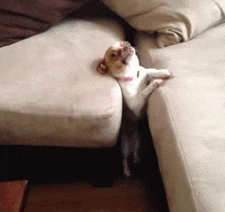 Bộ mặt ngây thơ vô tội của chú cún định xem trộm chủ mình thân mật bị bắt quả tang.