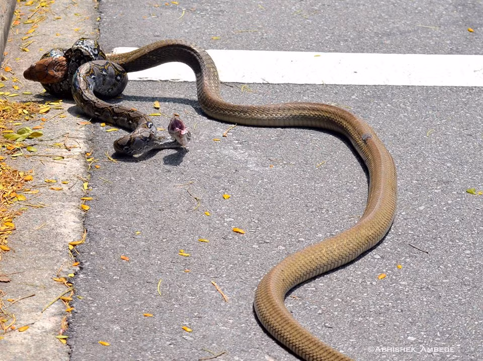 Khoảng 10 tối, con rắn hổ mang cũng được các nhân viên kiểm soát động vật bắt được. Có lẽ chúng sẽ có cơ hội tái chiến ở một nơi cả hai cũng được thả đi.