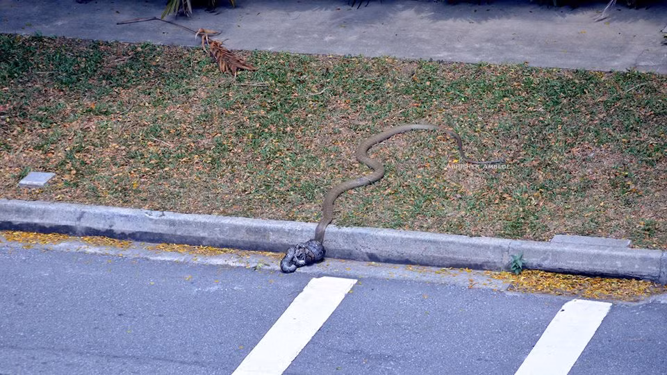 Cuộc chiến kéo dài đến gần 30 phút, không bên nào chịu nhường bên nào, cũng không bên nào chịu buông ra trước.