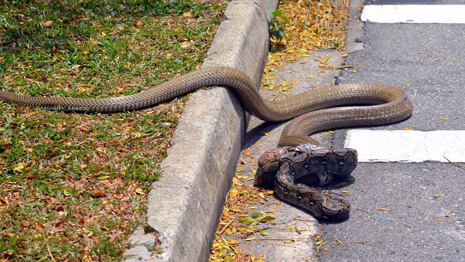Ngược lại, hổ mang chúa cũng tỏ ra mình không phải là một đối thủ dễ xơi. Mặc dù bị con trăn quấn và không ngừng siết chặt, nó vẫn bình tĩnh duy trì sự cứng rắn, bình tĩnh tìm sơ hở để một đòn tất sát, tiêm nọc độc chết người vào con trăn.
