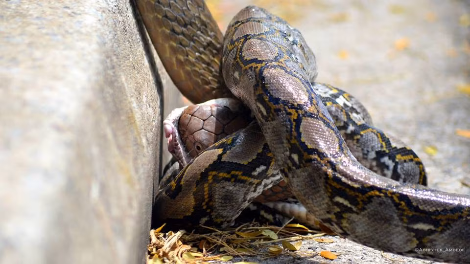 Những bức ảnh được chụp bởi sinh viên Abhishek Ambede, 25 tuổi cho thấy một con rắn hổ mang chúa dài khoảng 3,6m và một con trăn dài khoảng 2m vật lộn dữ dội với nhau.