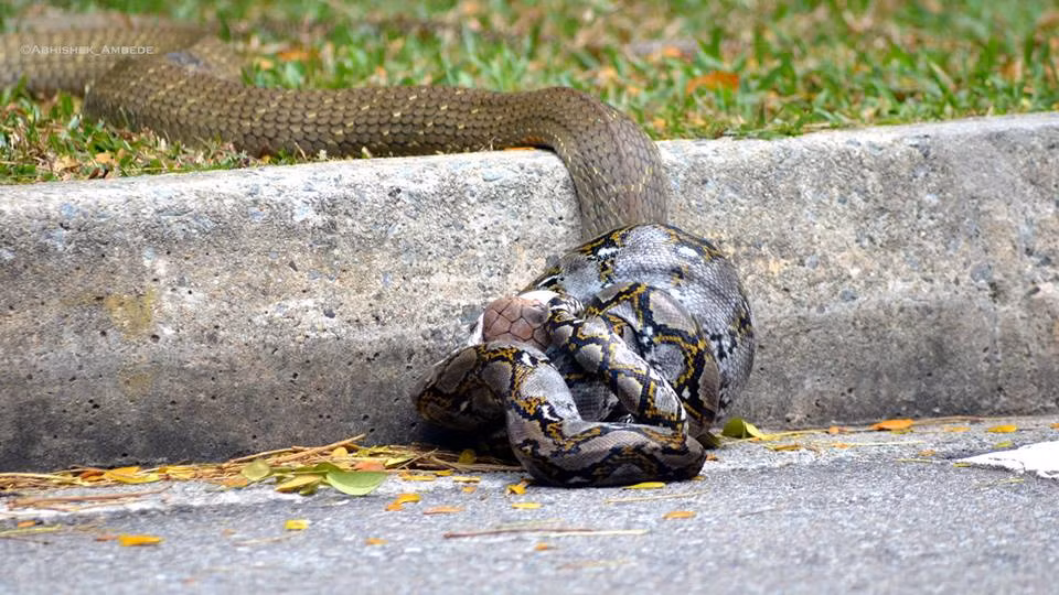 Không rõ nguyên nhân xảy ra cuộc chiến kinh hoàng này nhưng cả hai đối thủ là hổ mang chúa và trăn khổng lồ đều rất kiên quyết muốn hạ gục đối phương.