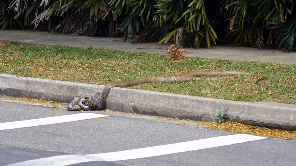 Sau đó một lúc, có lẽ nhận ra trận chiến này không cần thiết phải là trận tử chiến, rắn hổ mang chúa và trăn khổng lồ buông nhau ra.