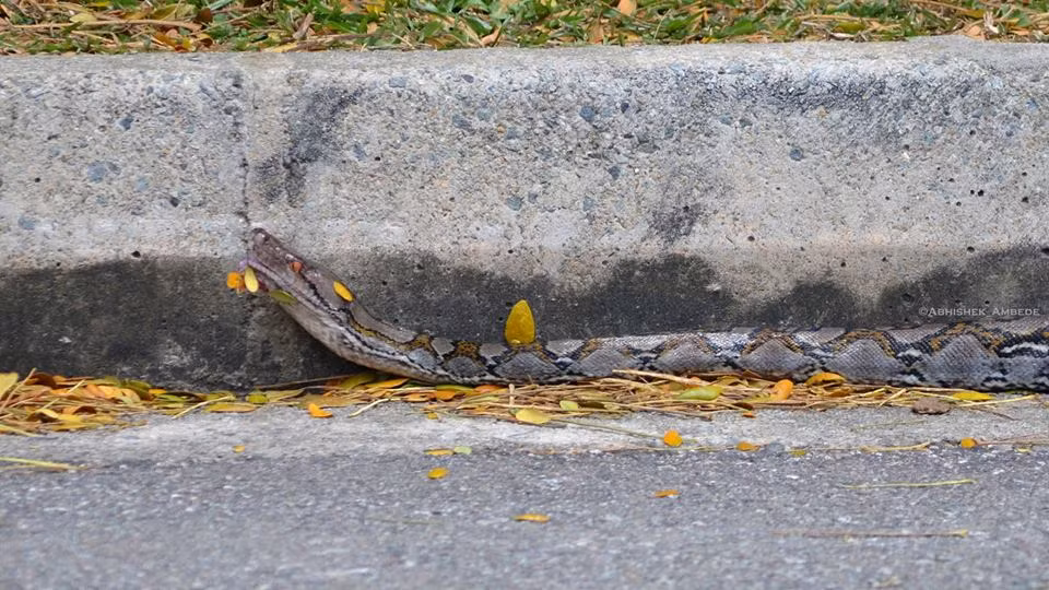 Con trăn trườn đi một cách mệt nhọc sau khi dùng hết sức trong trận chiến quyết liệt vừa rồi và bị bắt giữ.