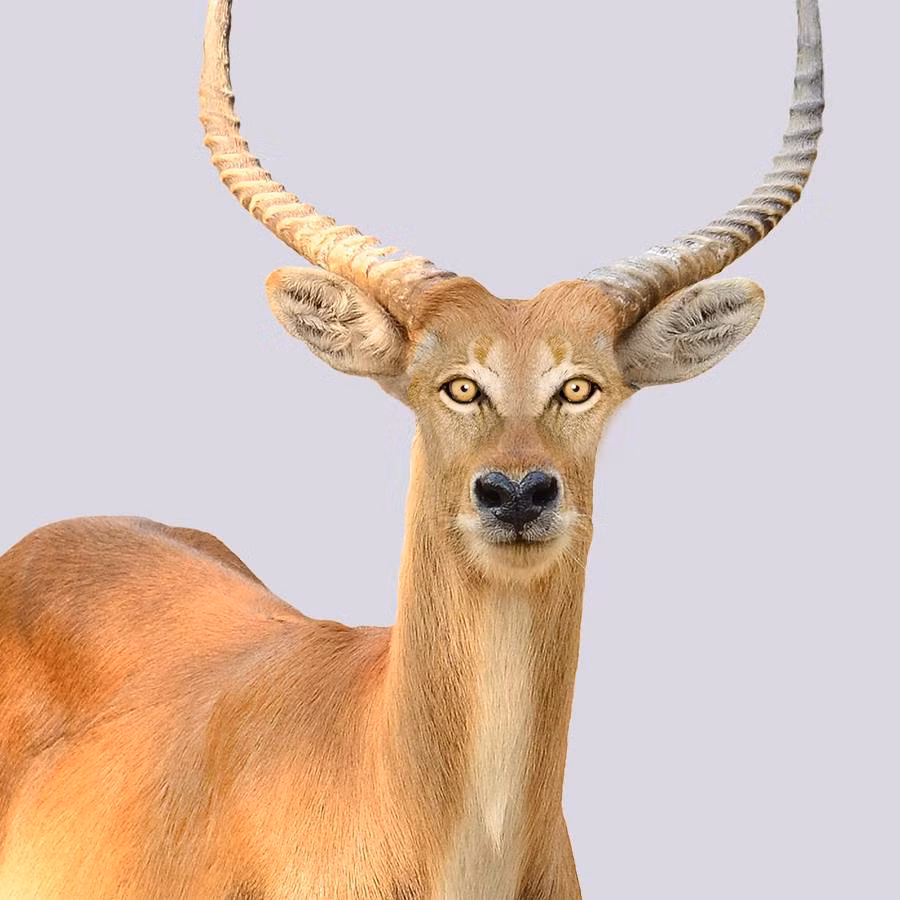 Trái lại, linh dương trông "nguy hiểm" hơn hẳn khi có được cặp mắt tinh anh, thần thái vương giả của sư tử.