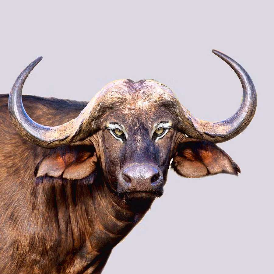 Trâu rừng với cặp mắt của một con hổ trông ngố ngộ, không hợp với khuôn mặt nhưng nó trông vẫn khó tính và đáng sợ hơn hẳn lúc dùng cặp mắt nguyên thủy của mình.