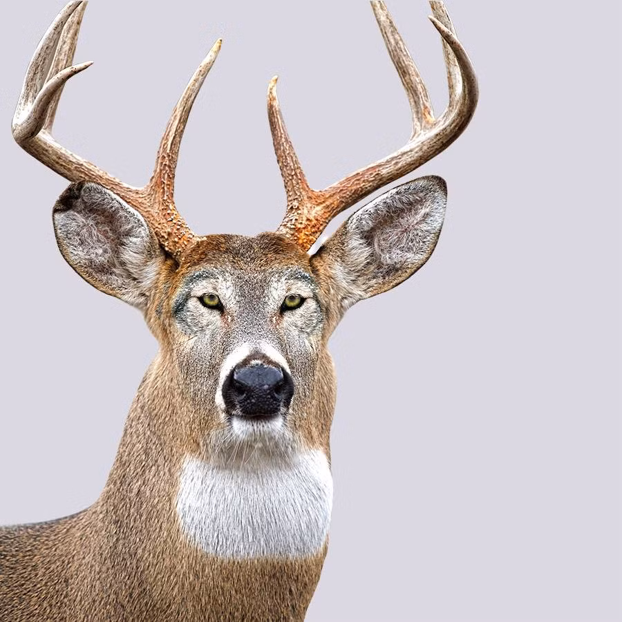 Sự âm trầm, mưu mô toát ra từ cặp mắt của loài sói khiến không mấy kẻ dám trêu chọc con hươu này.