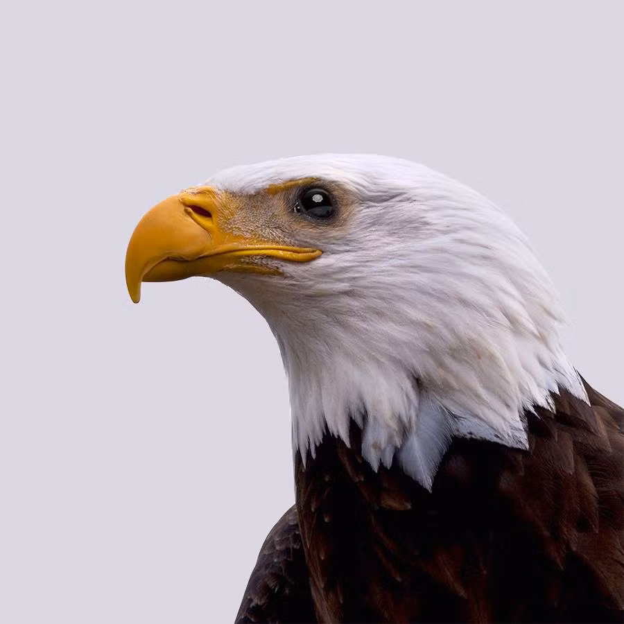 Dan Cretu là một họa sĩ, nghệ sĩ, nhiếp ảnh gia có sở thích sáng tạo, tìm kiếm khía cạnh mới từ tất cả mọi sự vật xung quanh mình. Mới đây, nghệ sĩ này đã gây chú ý với loạt ảnh hoán đổi cặp mắt giữa kẻ săn mồi và con mồi trong thế giới động vật. Trong ảnh là con đại bàng với cặp mắt của một con chuột đồng.