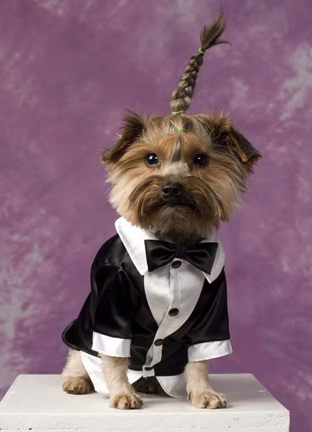 Chú rể ấn tượng với phong cách quý ông và kiểu tóc hiện đại, tay chơi.