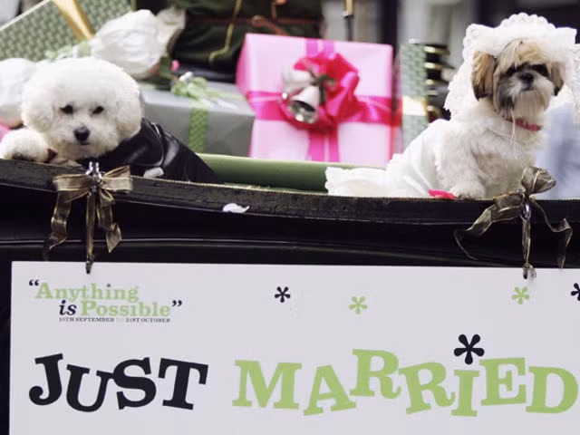 Đám cưới xa hoa của một cặp đôi chó sang chảnh"có điều kiện", tuy nhiên khuôn mặt cả chú rể và cô dâu có vẻ như không hài lòng lắm về mức độ xa xỉ.