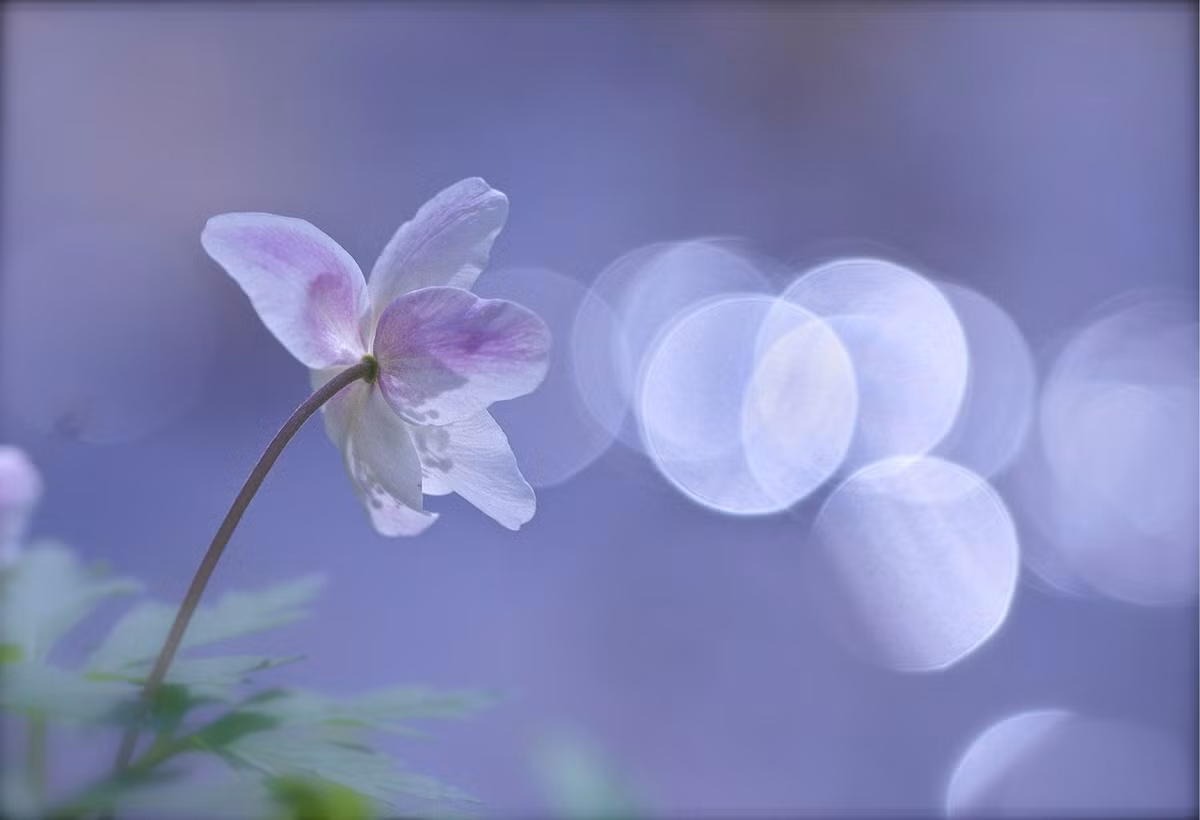 "Whispers" - Lời thì thầm, tác phẩm của nhiếp ảnh gia Christl Deckx.