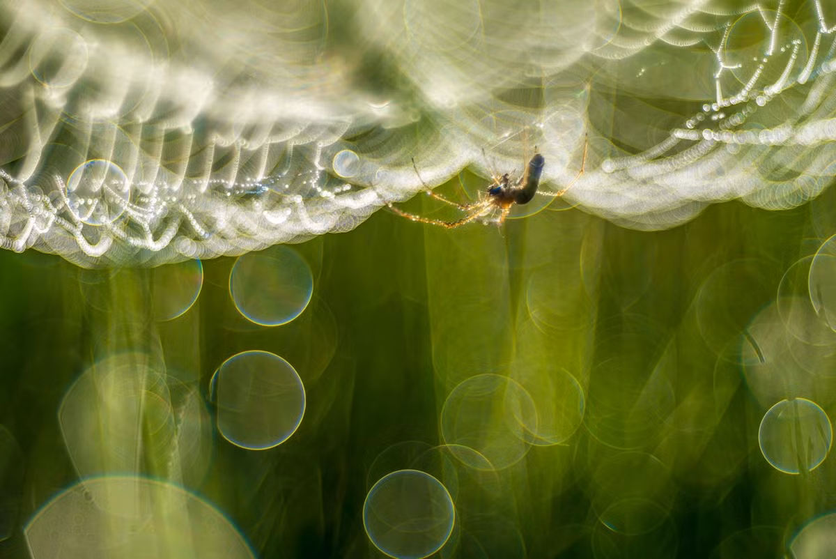 Người chiến thắng phần thi Macro Art Photo là Zsolt Varanka, nhiếp ảnh gia người Hungary với bức ảnh "Pearl World" - Thế giới ngọc trai ghi lại cảnh tượng một con nhện đang lạc trong rừng sương mai buổi sớm.