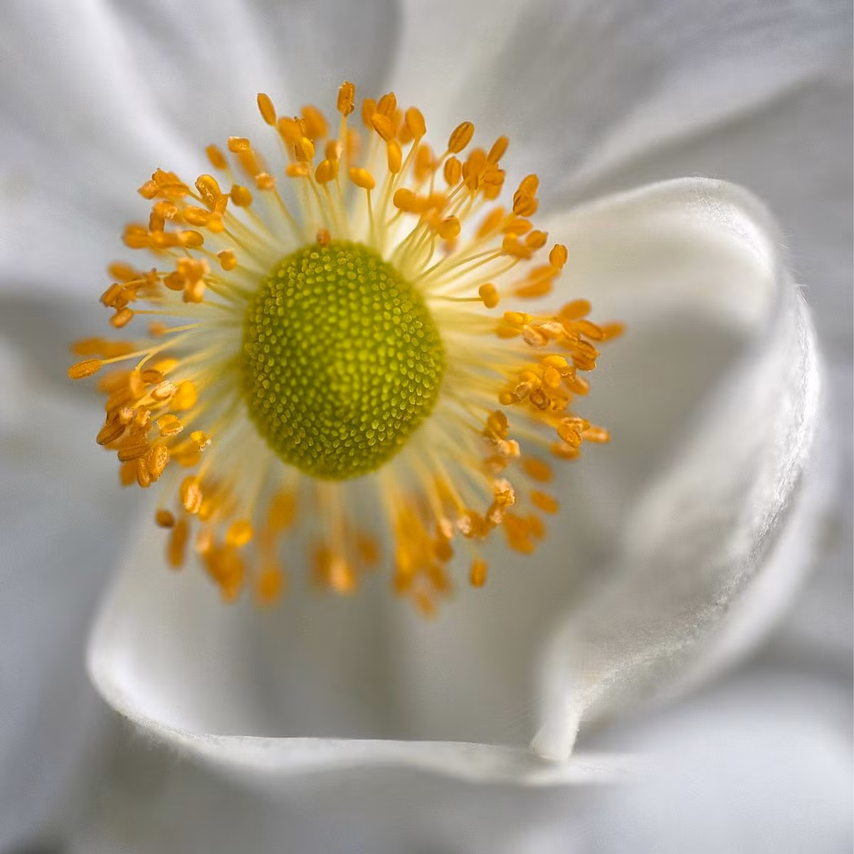 Tác phẩm của nhiếp ảnh gia Dianne English "Graceful Cosmos" - Vũ trụ duyên dáng.