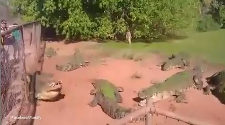 Cắn xé được chiếc chân của đồng loại, con cá sấu thản nhiên nuốt chửng mặc kệ nạn nhân đang vô cùng đau đớn và khổ sở.