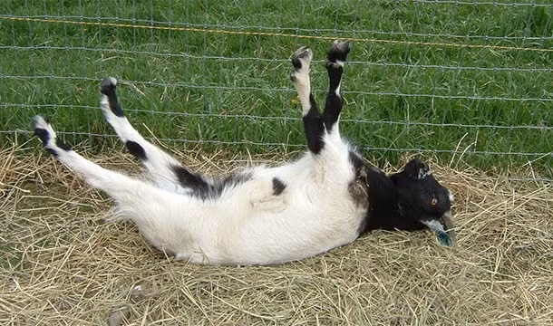 Dê trương lực cơ là một loài dê vô cùng kỳ lạ, khi sợ hãi, chúng sẽ hoàn toàn bị "đóng băng" trong khoảng 10 giây. Rất may là động vật có hành vi kỳ dị này không làm tổn hại sức khỏe cũng như các thớ cơ của chúng.