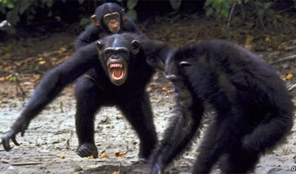 Khả năng chiến đấu quyết đoán. Hầu hết các động vật đều có tranh chấp và phải chiến đấu, nhưng tinh tinh làm điều đó một cách dứt khoát theo cách của con người. Chúng thực hiện các cuộc tấn công có sử dụng chiến thuật để bảo vệ lãnh thổ.