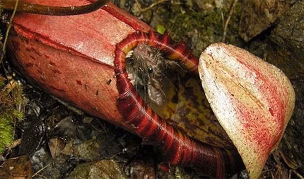 Những bông hoa ăn thịt, loài hoa này bình thường chỉ ăn sâu bọ và côn trùng nhưng chúng cũng có hành vi rất kỳ quái, tham lam đó là ăn thịt cả loài gặm nhấm và các loài chim.