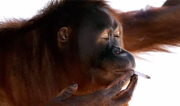 Đười ươi hút thuốc, đây là một trong những hành vi quái dị nhất của động vật được ghi nhận. Tori, một con đười ươi ở Indonesia nghiện thuốc lá đến độ nếu không cho cô nàng hút thuốc hàng ngày, cô nàng sẽ phát điên lên với những nhân viên ở đây.