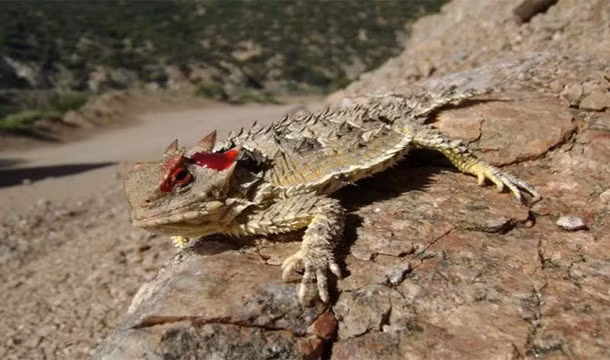 Thằn lằn quỷ là loài động vật sẵn sàng phun máu mắt để đe dọa con mồi của mình và kẻ thù. Hành vi hại người thương ta của loài động vật này được coi là cực kỳ tiêu cực.