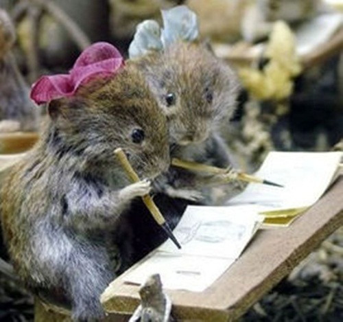 Những thư sinh chuột đồng đang trao đổi bài với nhau.