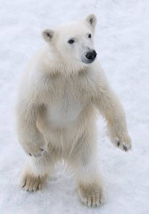 Lý giải cho hiện tượng gấu trắng Bắc cực gầy yếu đến xót xa, nữ nhiếp ảnh gia nói rằng có lẽ sự nóng lên toàn cầu đã nhanh chóng làm tan chảy băng, kể cả những tảng băng vĩnh cửu ở Bắc Cực.