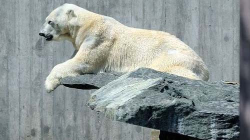 Một con gấu Bắc cực đói bụng kiên trì chờ đợi sự mất cảnh giác của con mồi.