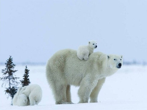 Chúng ta thường nhìn thấy hình ảnh gấu Bắc cực mập mạp, to lớn và đáng yêu nhưng không biết rằng để sinh tồn ở một trong những nơi khắc nghiệt nhất thế giới này, chúng rất vất vả.