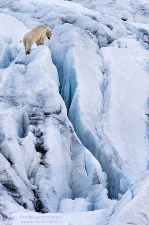 Điều này khiến cho kế sinh nhai của gấu trắng Bắc cực lâm vào khó khăn, khủng hoảng. Đặc biệt là những con gấu mẹ, để chăm sóc cho con con đã phải hạn chế vùng săn mồi, rất khó để có thể tìm thức ăn đủ cho cả mẹ cả con.