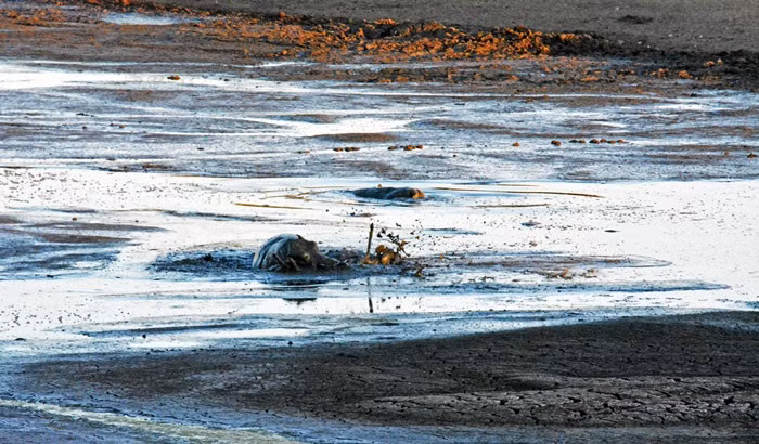 Tuy bị mất con mồi nhưng sư tử cũng sẽ không nuối tiếc lắm vì nếu cố gắng đuổi theo linh dương xuống đầm lầy, rất có thể nó cũng sẽ có kết cục giống linh dương.