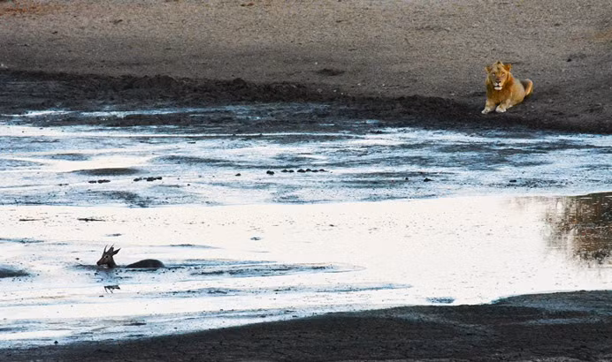 Marelise Retief đã bất ngờ nhìn thấy những con sư tử và cô phát hiện ánh mắt nó nhìn chăm chú vào con linh dương đang vùng vẫy dưới đầm nước.