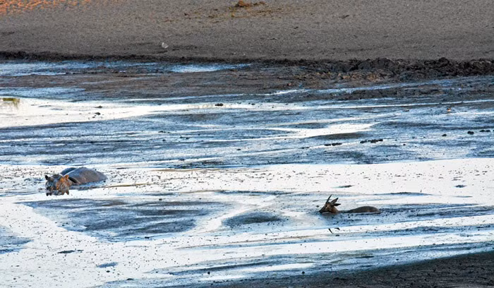 Sư tử săn đuổi linh dương kỳ công nhưng không nghĩ đến con mồi dám nhảy vào đầm nước để tránh truy đuổi.Tuy nhiên, tránh vỏ dưa gặp vỏ dừa, con linh dương này nhảy xuống đầm nước thì lại gặp ngay một con hà mã máu lạnh.