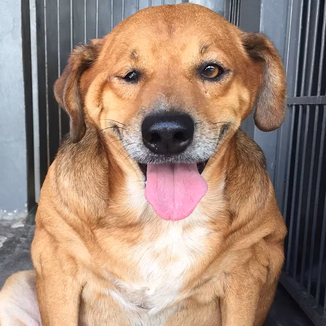 Ban đầu, hiệu quả rất chậm nhưng nhờ sự bền bỉ của Bolinha, trọng lượng của chú bắt đầu giảm.