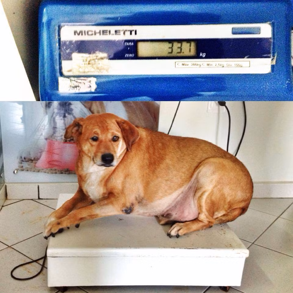 Để khắc phục những tác hại từ việc rất nhiều năm bị cho ăn quá nhiều không hề dễ dàng, nhưng với sự khuyến khích của những người thực sự yêu thương mình, Bolinha đã bất chấp những thách thức mới.