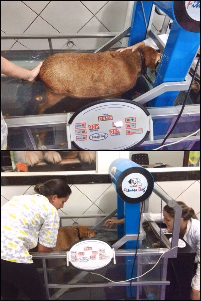 Tuy nhiên để có được một cuộc sống thực sự vui vẻ, hạnh phúc, Bolinha buộc phải giảm cân. Chú chó giảm cân với một hành trình vất vả và đòi hỏi sự kiên trì rất lớn.