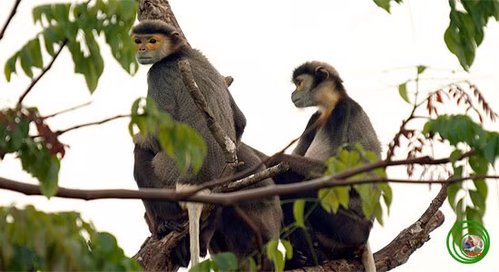 Mắt voọc chà vá hơi xếch, tay dài hơn chân. đuôi dài.