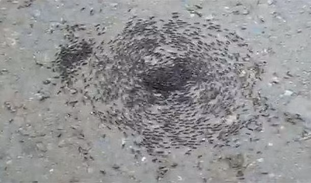 Đi bộ đến chết, kiến Army bị mù và chúng sẽ lần theo mùi của những đồng loại để về tổ, tuy nhiên nếu có sự sai lầm nào đó, những con kiến này sẽ đi bộ thành một "vòng tròn tử thần", chúng sẽ đi vòng quanh mãi cho đến khi chết vì kiệt sức.