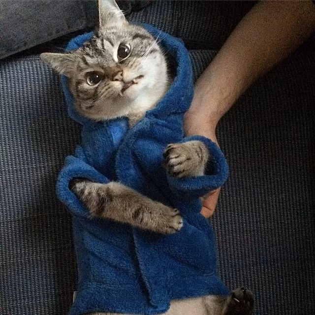 Trang Instagram của Loki có hàng chục ngàn người theo dõi mỗi ngày, những bức ảnh đáng yêu của mèo ma cà rồng Loki nhận được nhiều lượt like và chia sẻ.