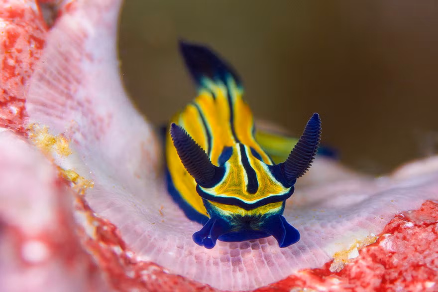 Mang trên mình màu lam đậm phối hợp với màu vàng nghệ, con sên biển này chắc hẳn rất thích được nổi bật.