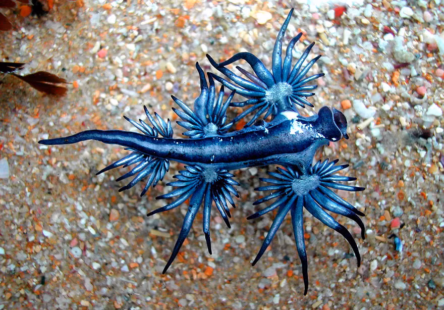 Sên biển Glaucus Atlanticus có cái tên khác mỹ miều là Thiên thần biển sâu. Đúng như tên gọi, con sên biển này có 8 "cánh", mang một vẻ đẹp kỳ ảo khó cưỡng.