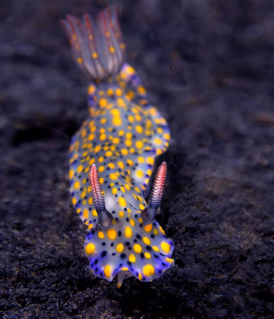 Rực rỡ và ấn tượng với bộ cánh chấm bi thời trang, con sên biển Hypselodoris Kanga rất ưa hình thức.