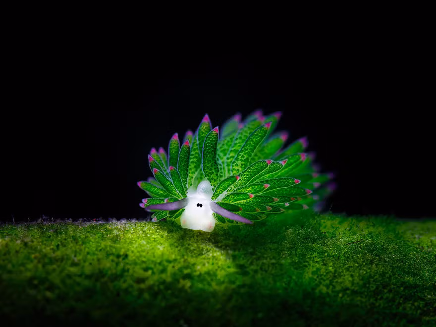 Sên biển Costasiella Kuroshimae hay còn được gọi là cừu biển bởi dáng vẻ quá đáng yêu giống hệt một chú cừu tí hon của nó. Trong thế giới sên biển, có rất nhiều loài sên biển đẹp.