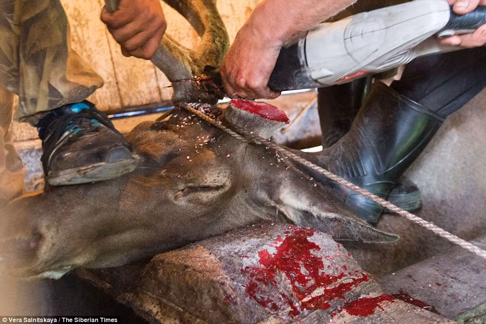 Khi cưa gạc, những chú hươu đỏ Maral stags không hề được tiêm thuốc gây mê, chúng phải chịu đựng những đau đớn cùng cực và nỗi sợ hãi in hằn trên khuôn mặt.