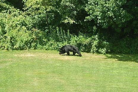 Gấu đen lầm lũi quay về nơi nghỉ ngơi sau khi vặt cổ hươu nhựa thành công.