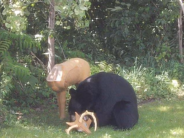Có lẽ do quá đói bụng, con gấu này đã không để ý đến điểm bất thường đó, nó bị mờ mắt bởi từng đợt co bóp của dạy dày nên không nhận ra con hươu chỉ là một vật trang trí trên bãi cỏ. Nó tiếp cận và tiến đến xé xác con mồi nhân tạo.