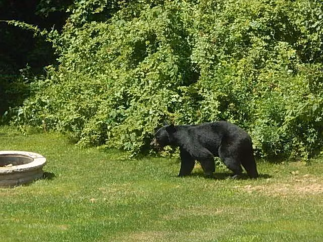 Một con gấu đen hung dữ đã hành động theo đúng bản năng tàn nhẫn của mình trong vô thức khi đói bụng. Nó nhìn xung quanh khu vực mình đang ở và phát hiện ra một con hươu đứng ngấp nghé ở cuối sân.