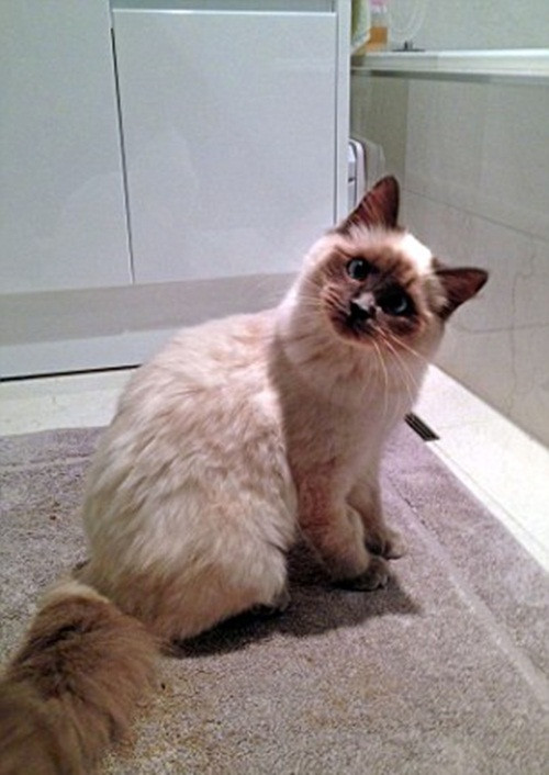 Xem thêm một số hình ảnh về cô mèo bối rối đáng yêu và dũng cảm này.